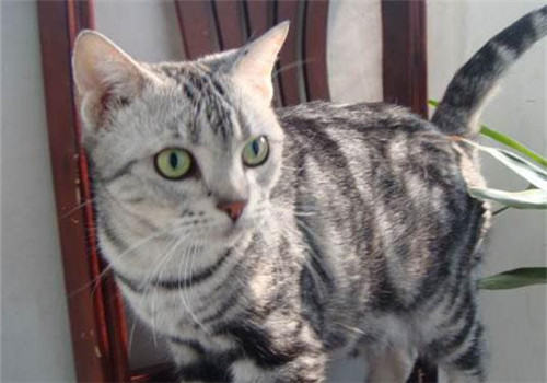 猫咪肠道疾病治疗的常见误区