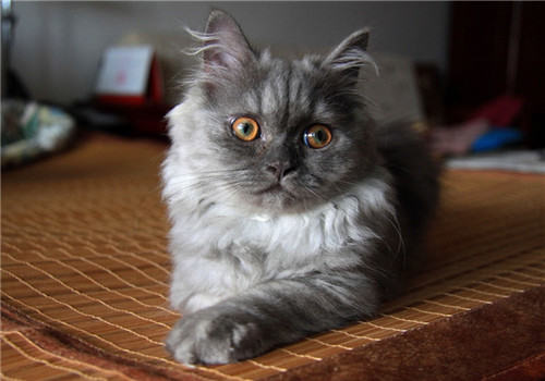 猫咪价格差距分析 猫咪价格差距分析