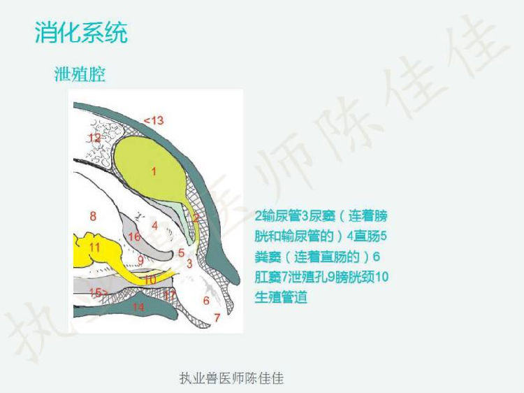 龟的消化系统、循环系统、淋巴系统介绍