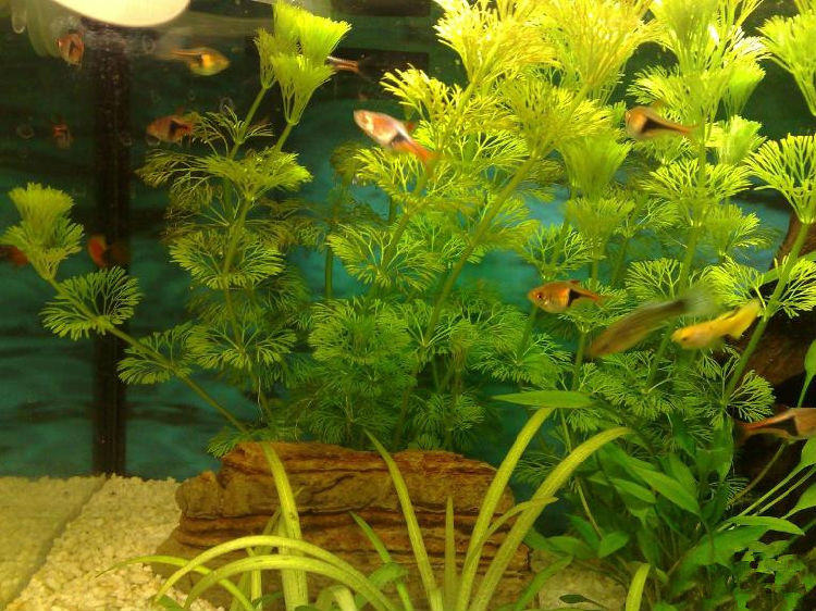 水草缸的设备要求