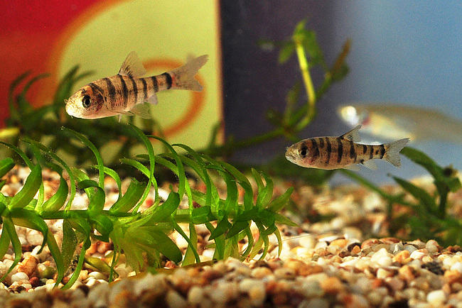 水族箱中的青苔该如何消除