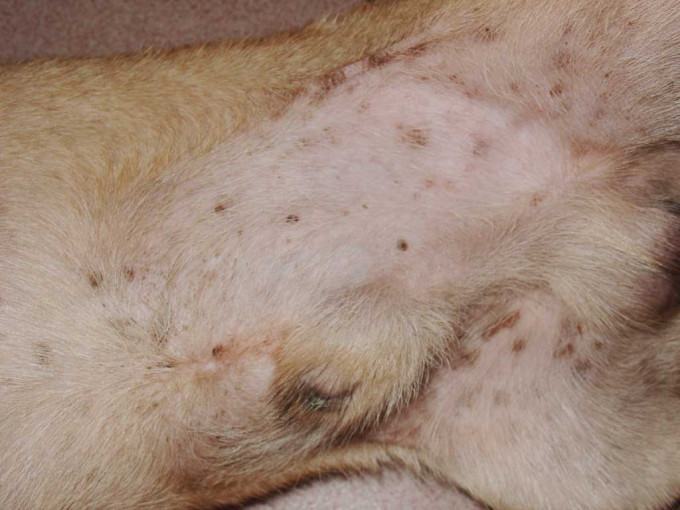 超全面的狗狗驱虫知识总结 养狗的家长快看过来 超全面的狗狗驱虫知识总结 养狗的家长快看过来