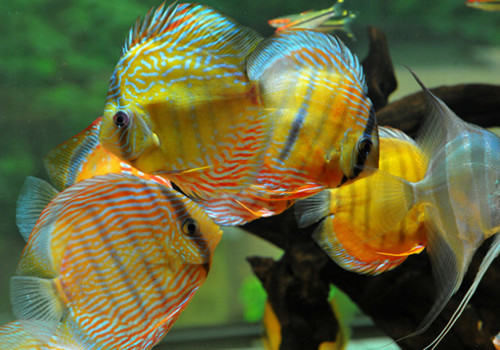 用正确的方法饲养七彩鱼