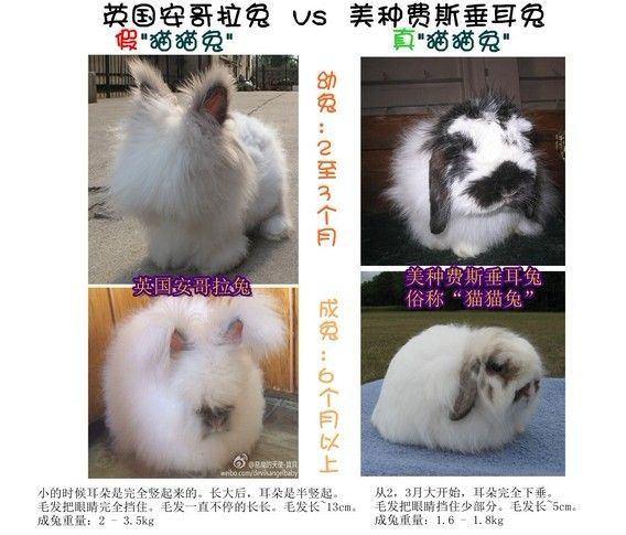 英国安哥拉兔品种特征 英国安哥拉兔品种特征