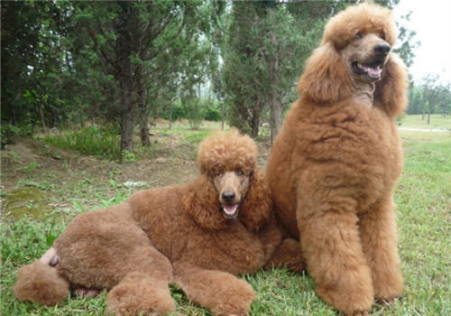 犬骨折后的护理注意事项