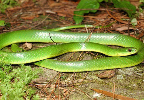 养蛇失败的原因有哪些 养蛇失败的原因有哪些