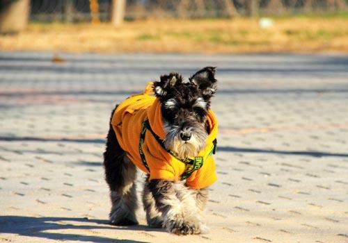 为什么公狗也会骑公狗