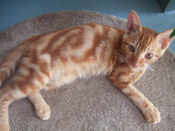 猫咪拉稀的原因及治疗 猫咪拉稀的原因及治疗