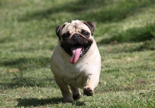 巴哥犬的眼部常见疾病有哪些