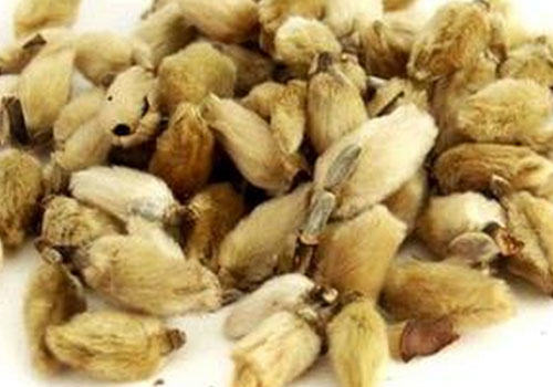 中医治猫病之解表药 中医治猫病之解表药