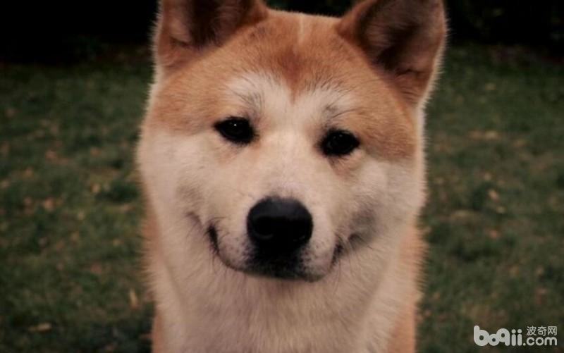 忠犬八公里面的狗,忠犬八公是什么狗? 忠犬八公里面的狗,忠犬八公是什么狗?