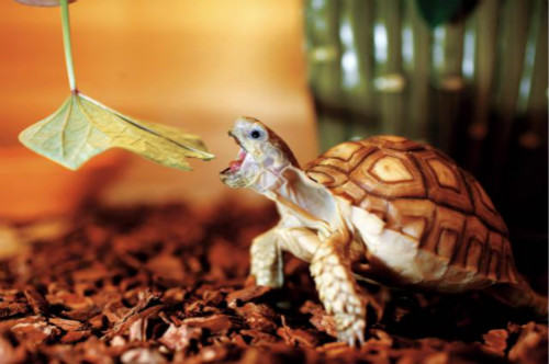 苏卡达陆龟饲养的方法