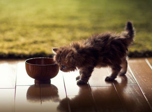 猫咪为什么不爱吃甜食 猫咪为什么不爱吃甜食