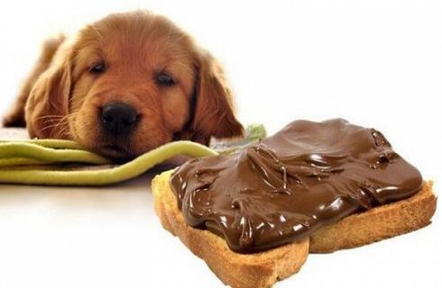 为什么狗狗不能吃巧克力？