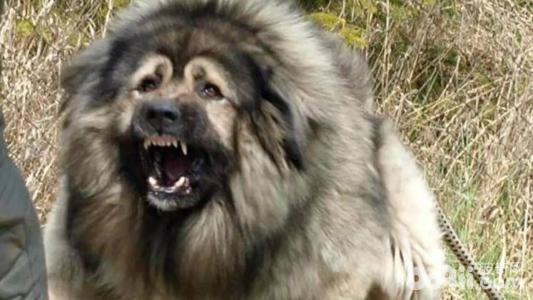 高加索犬怎么样 高加索犬好养吗 高加索犬怎么样 高加索犬好养吗