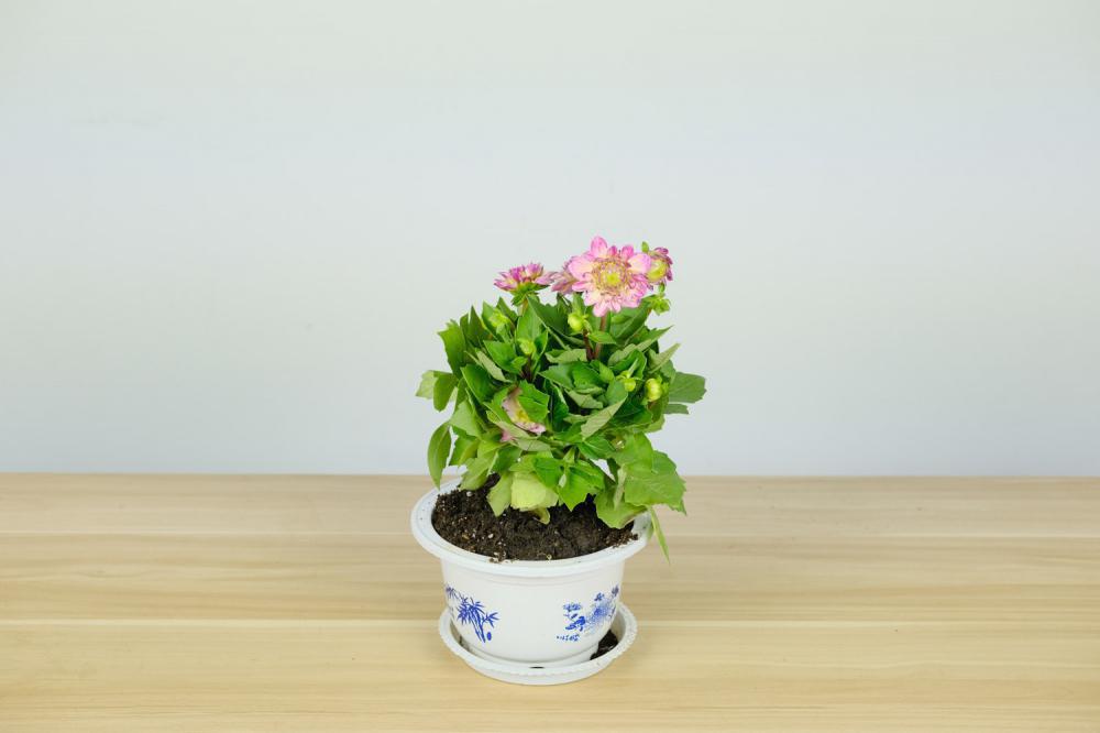 小丽花种子怎么种