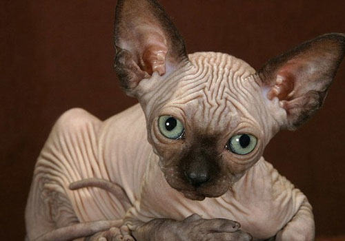斯芬克斯猫为什么无毛?
