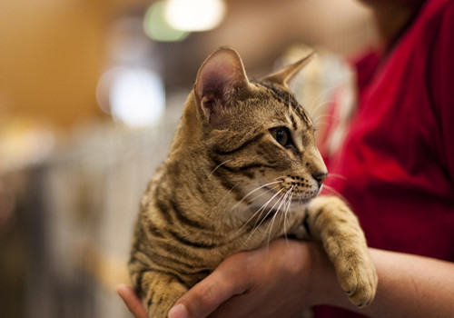 猫咪不吃不喝怎么办