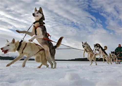 狗狗喜欢下雪的原因及雪天遛狗注意事项