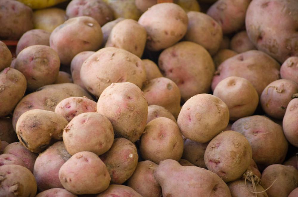 什么时候种土豆，种植马铃薯怎样催芽
