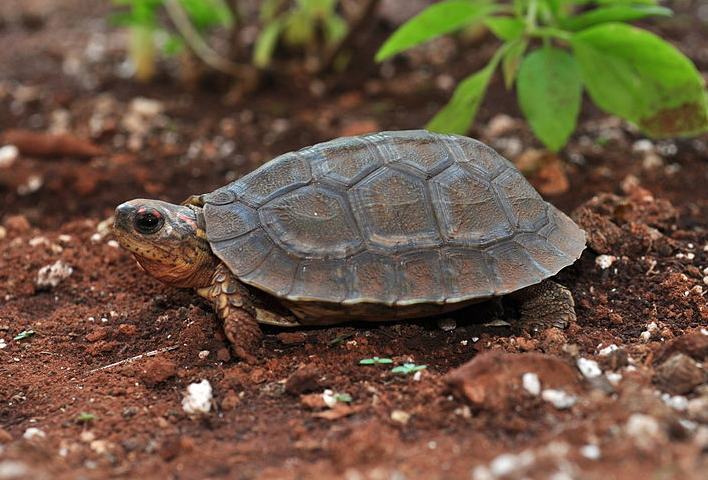 犁沟木纹龟简介 犁沟木纹龟简介