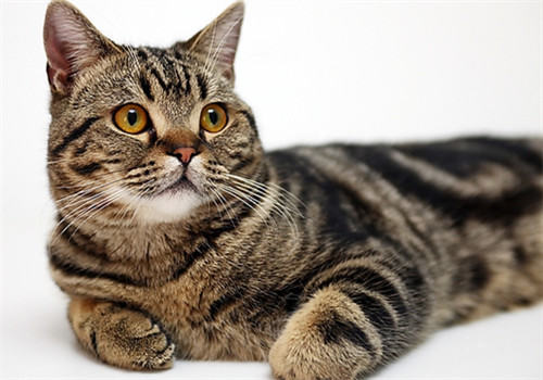 猫咪肠梗阻的临床症状