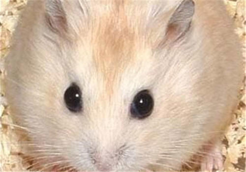 给仓鼠使用水晶猫砂是否有害