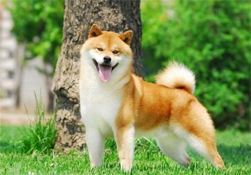 柴犬掉毛的原因分析