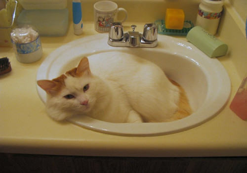 增加猫咪食欲的方法有些哪些