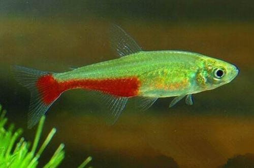 小加拉辛鱼的三种产卵方式 小加拉辛鱼的三种产卵方式