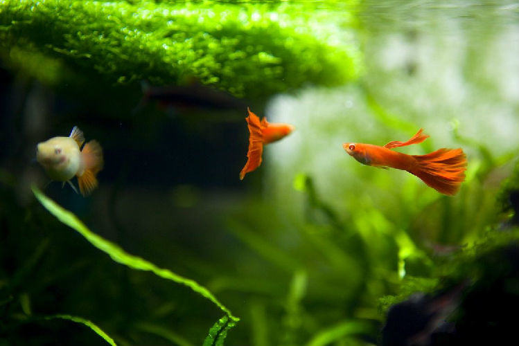 水族造景的必备设备