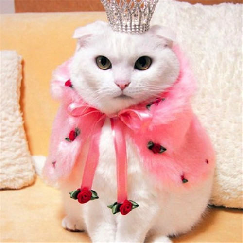 东方短毛猫的猫言猫语详解