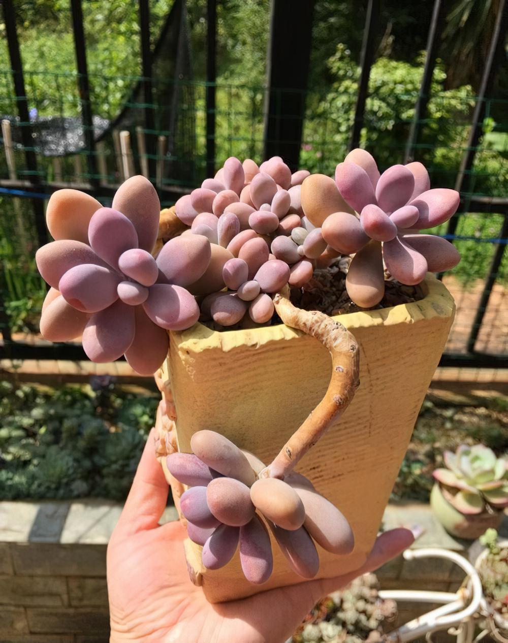 瘦死的骆驼比马强！季节的变化还是让肉肉们开始悄悄变美