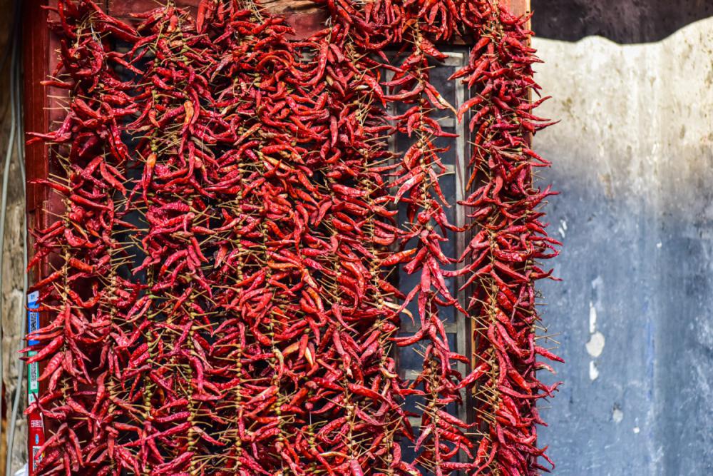 阳台种盆小辣椒，边吃边摘，根本不用买！