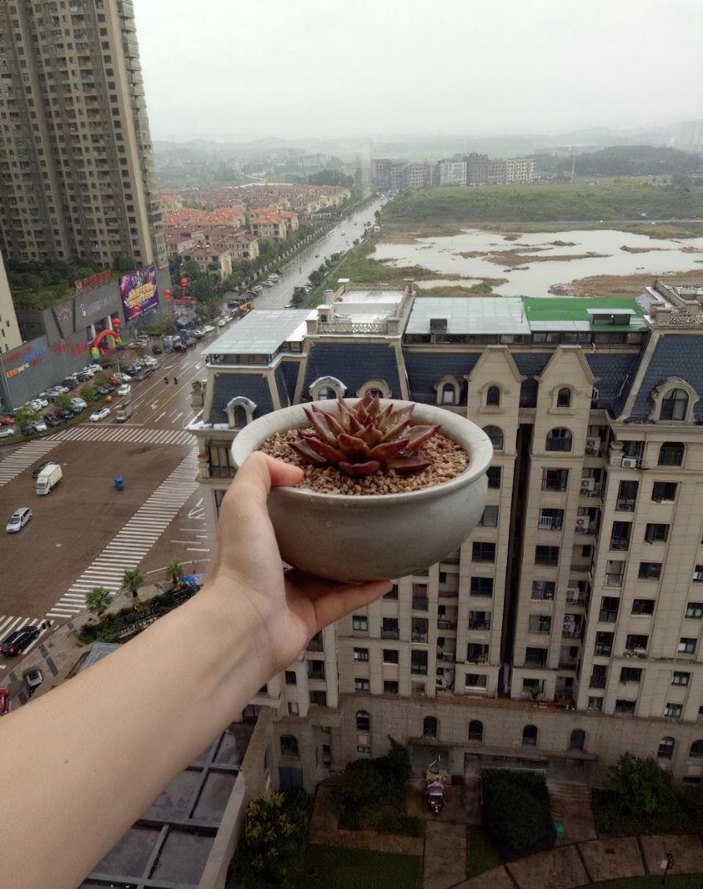 我就想问还有谁？能像我这样拼命给多肉植物淋雨的