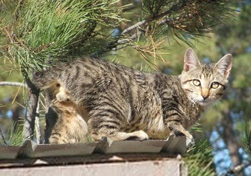 猫牙周炎的发病原因