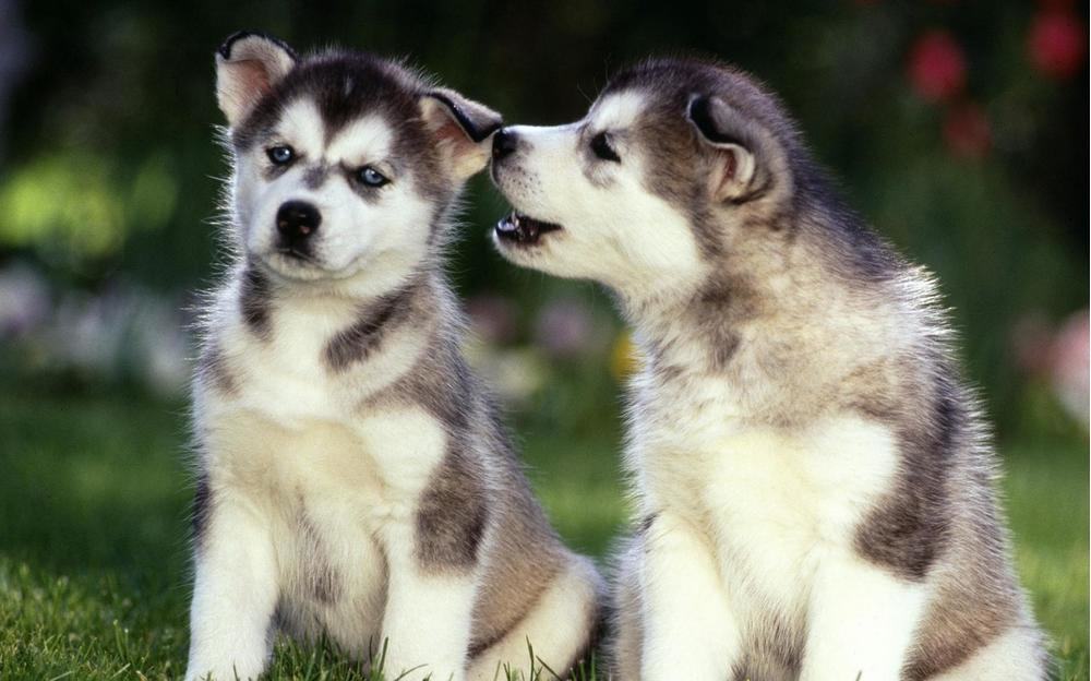 边境牧羊犬会掉毛吗