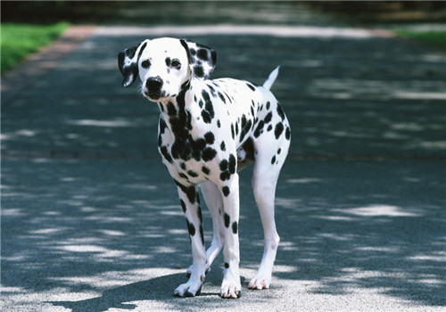 犬甲状腺机能亢进的治疗方法