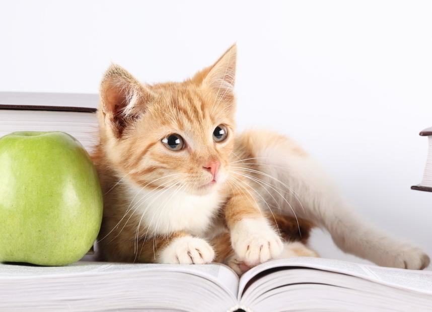 猫咪训练难度大的原因