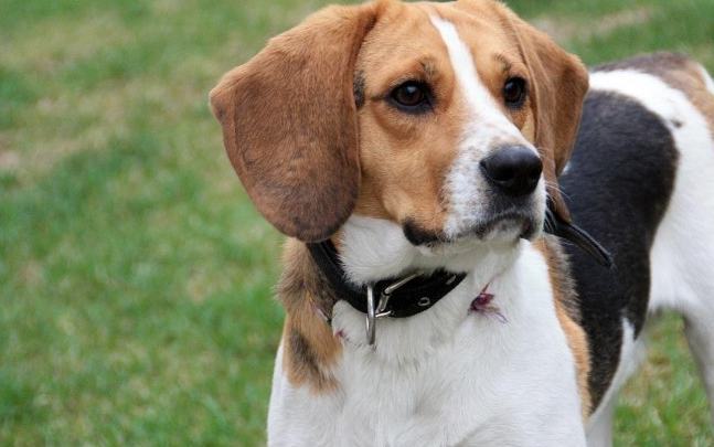 比格犬不同年龄所需营养不同