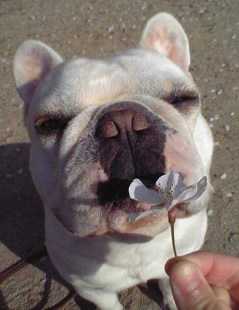 狗狗健康威胁的六个警报 狗狗健康威胁的六个警报