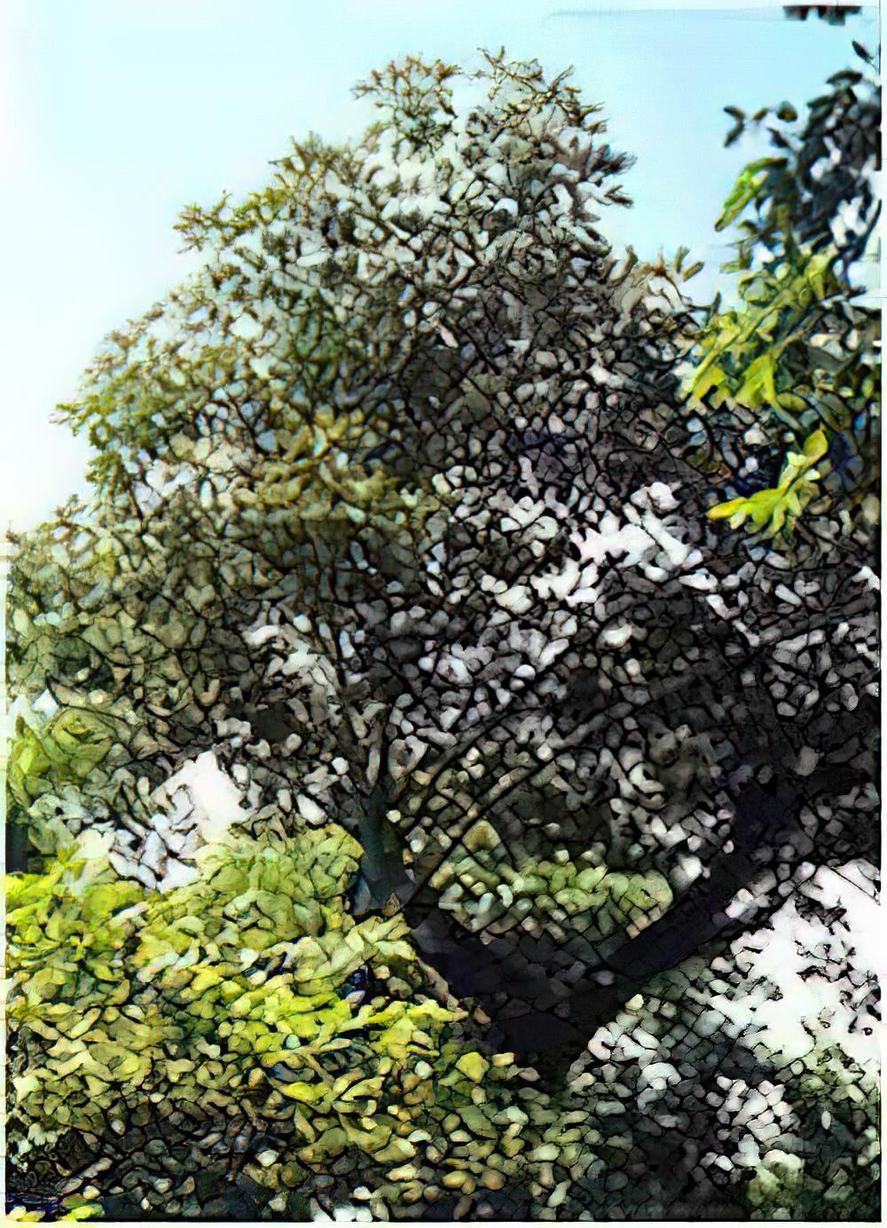 舟山新木姜子(图)
