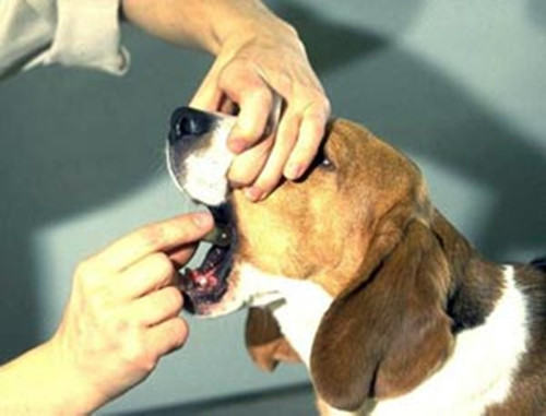 狗狗生病时主人投药的方法