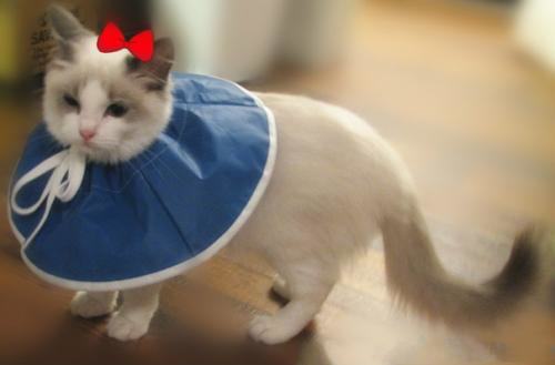 猫得了角膜炎怎么办？猫角膜炎怎么治疗？