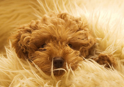 不当喂食可能会导致贵宾犬拉肚子 不当喂食可能会导致贵宾犬拉肚子