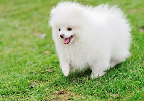 不要随便呼唤狗狗的名字 不要随便呼唤狗狗的名字