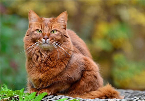 猫咪常见的内寄生虫病之弓形虫病