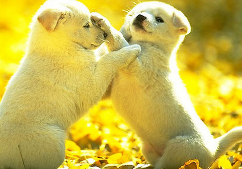 狗狗打架哪些部位容易受伤