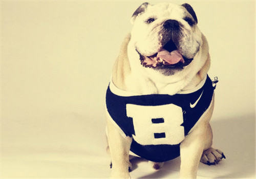 狗狗不吃狗粮的原因