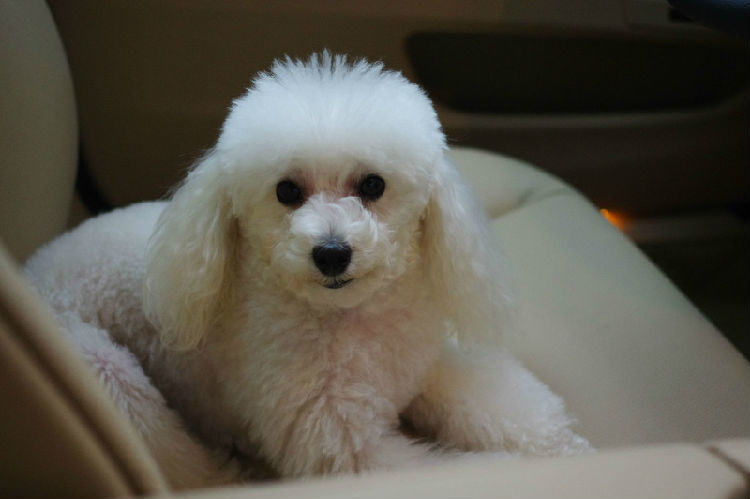 贵宾犬吃什么可以美毛